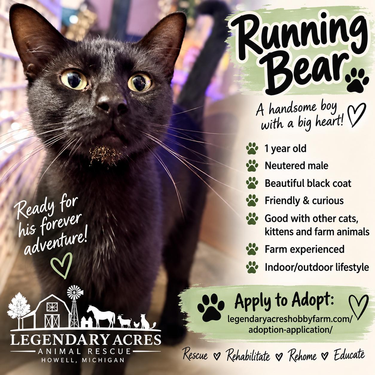 Enlarge Running Bear, a ADOPTABLE American Shorthair in HOWELL, MI image 1/1