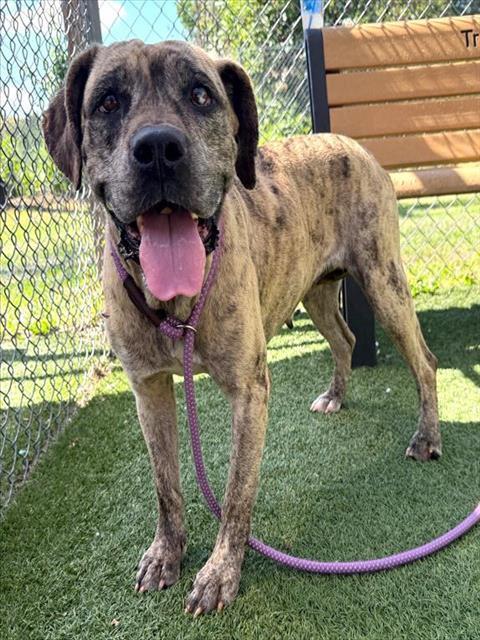 Enlarge HALSEY, a Adoptable Mixed Breed in Columbia, SC image 1/1