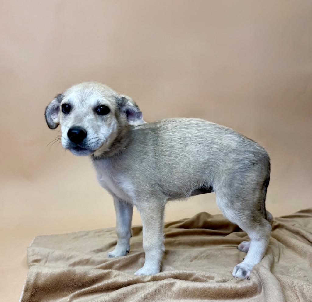 Kenai, Adoptable, Puppy Female Husky & Labrador Retriever.