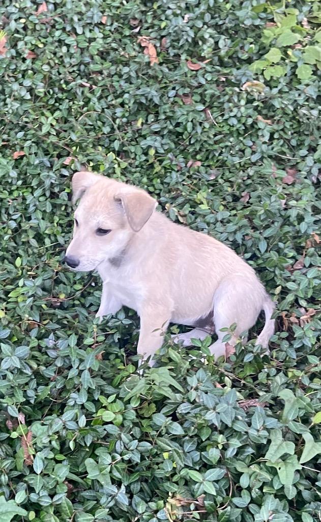 Enlarge Kenai, a Adoptable mixed breed in Alvin, TX image 2/6