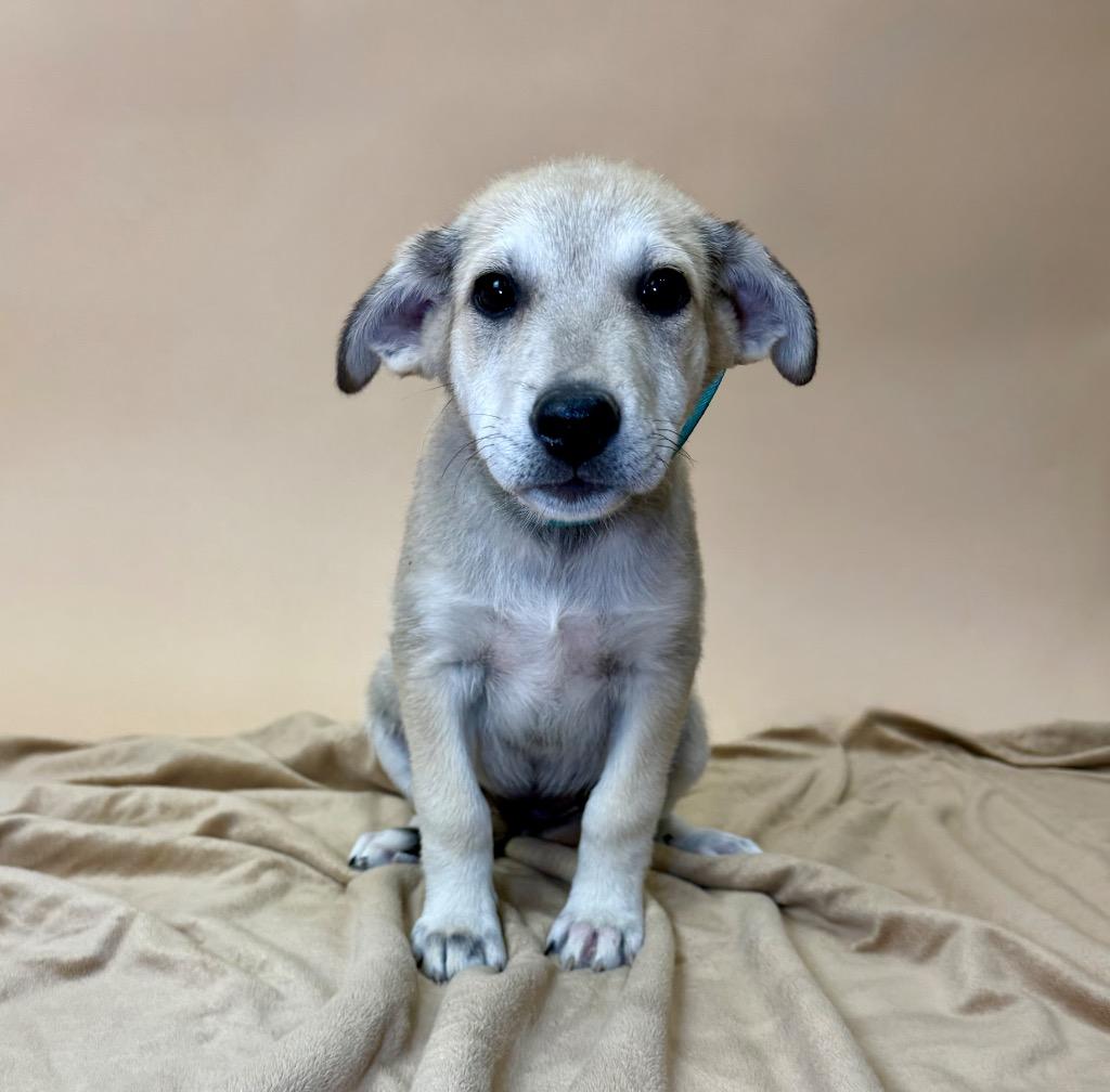 Enlarge Kenai, a Adoptable mixed breed in Alvin, TX image 6/6