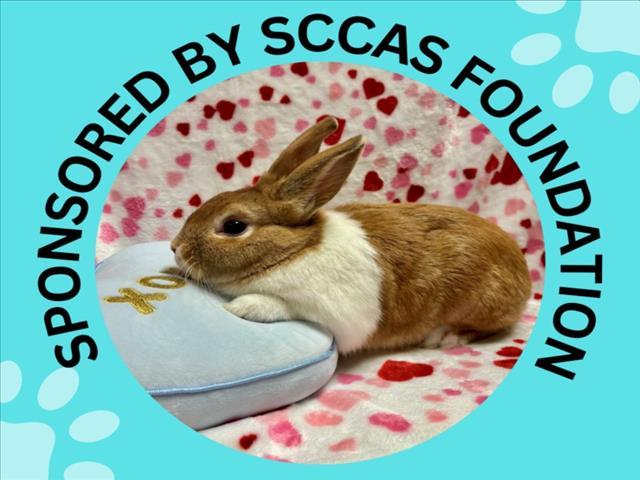 KILIAN*, Adoptable, Young Male Dutch.