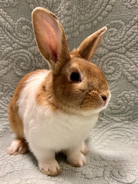 KILIAN*, Adoptable, Baby Male Dutch.