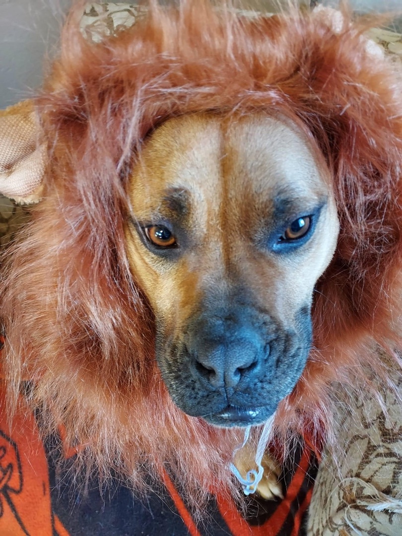 Candy, an adoptable Shar-Pei, Mixed Breed in St. Clairsville, OH, 43950 | Photo Image 5