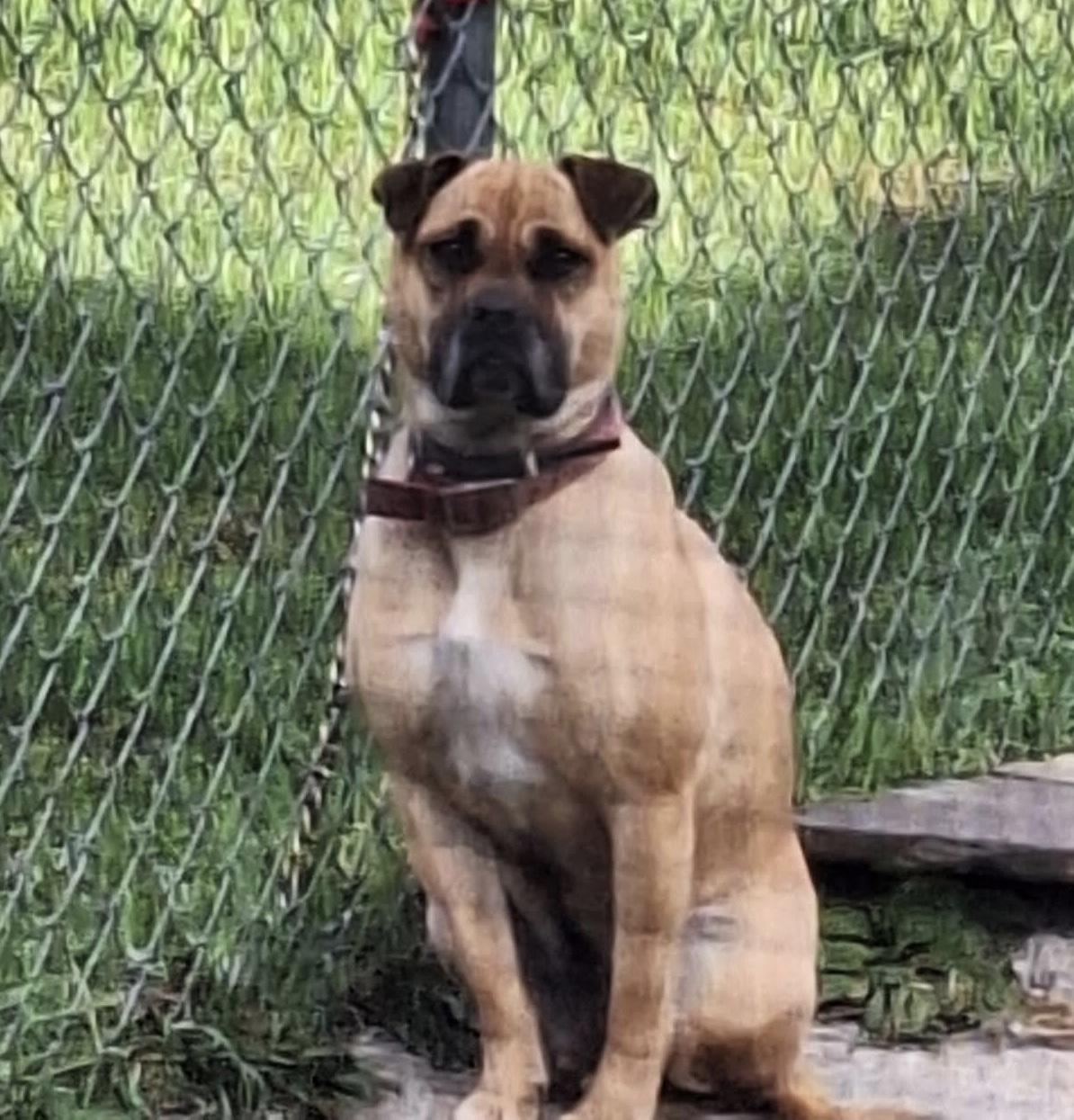 Enlarge Candy, a Adoptable mixed breed in St. Clairsville, OH image 1/6