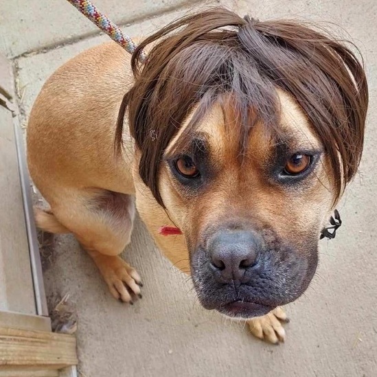 Candy, a Adoptable mixed breed in St. Clairsville, OH image 6/6