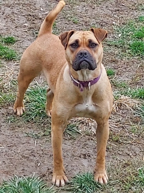 Candy, a Adoptable mixed breed in St. Clairsville, OH image 1/6