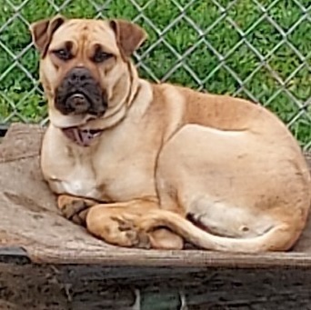 Candy, an adoptable Shar-Pei, Mixed Breed in St. Clairsville, OH, 43950 | Photo Image 2