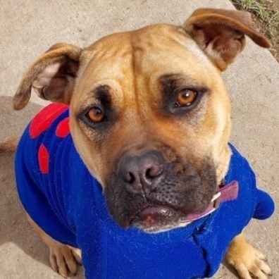 Candy, an adoptable Shar-Pei, Mixed Breed in St. Clairsville, OH, 43950 | Photo Image 4