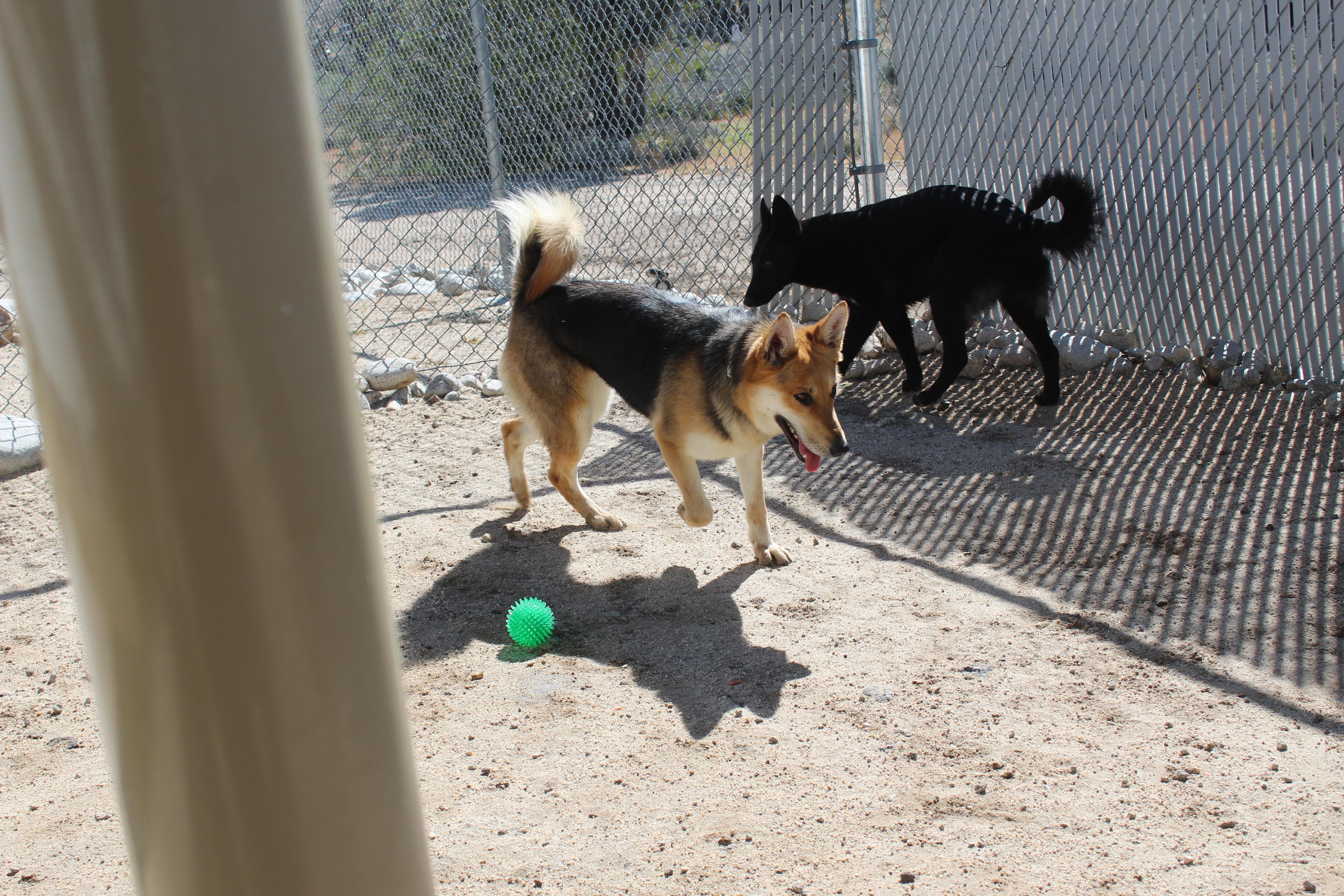 Enlarge Thalia, an adoptable mixed breed in Yucca Valley, CA image 5/5