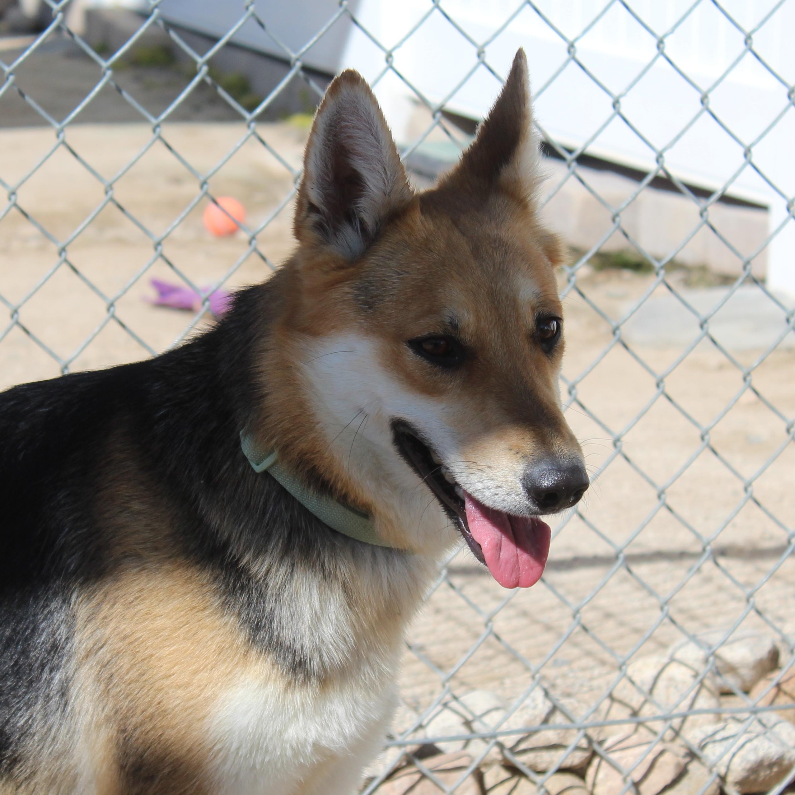 Enlarge Thalia, an adoptable mixed breed in Yucca Valley, CA image 3/5