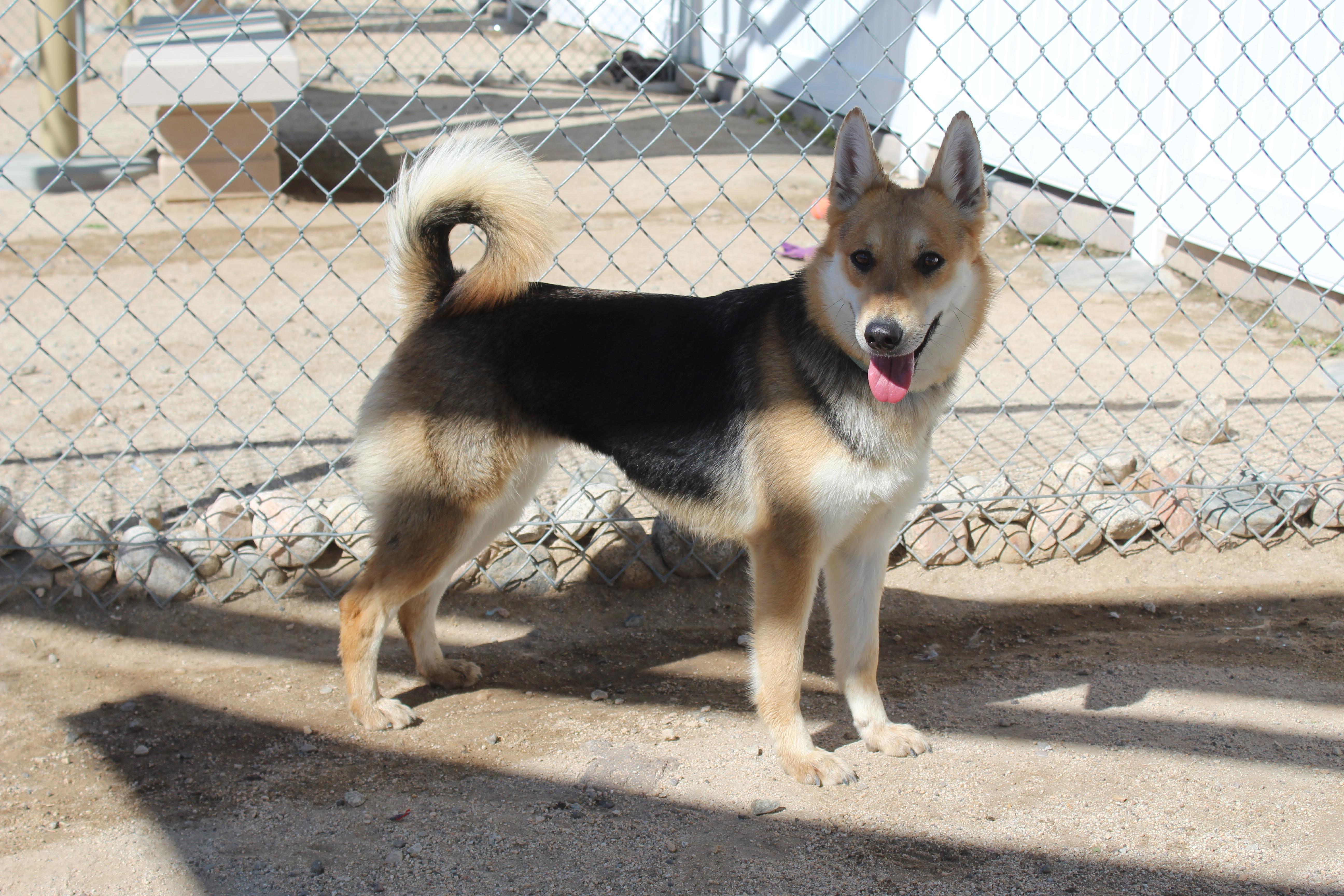 Enlarge Thalia, an adoptable mixed breed in Yucca Valley, CA image 2/5