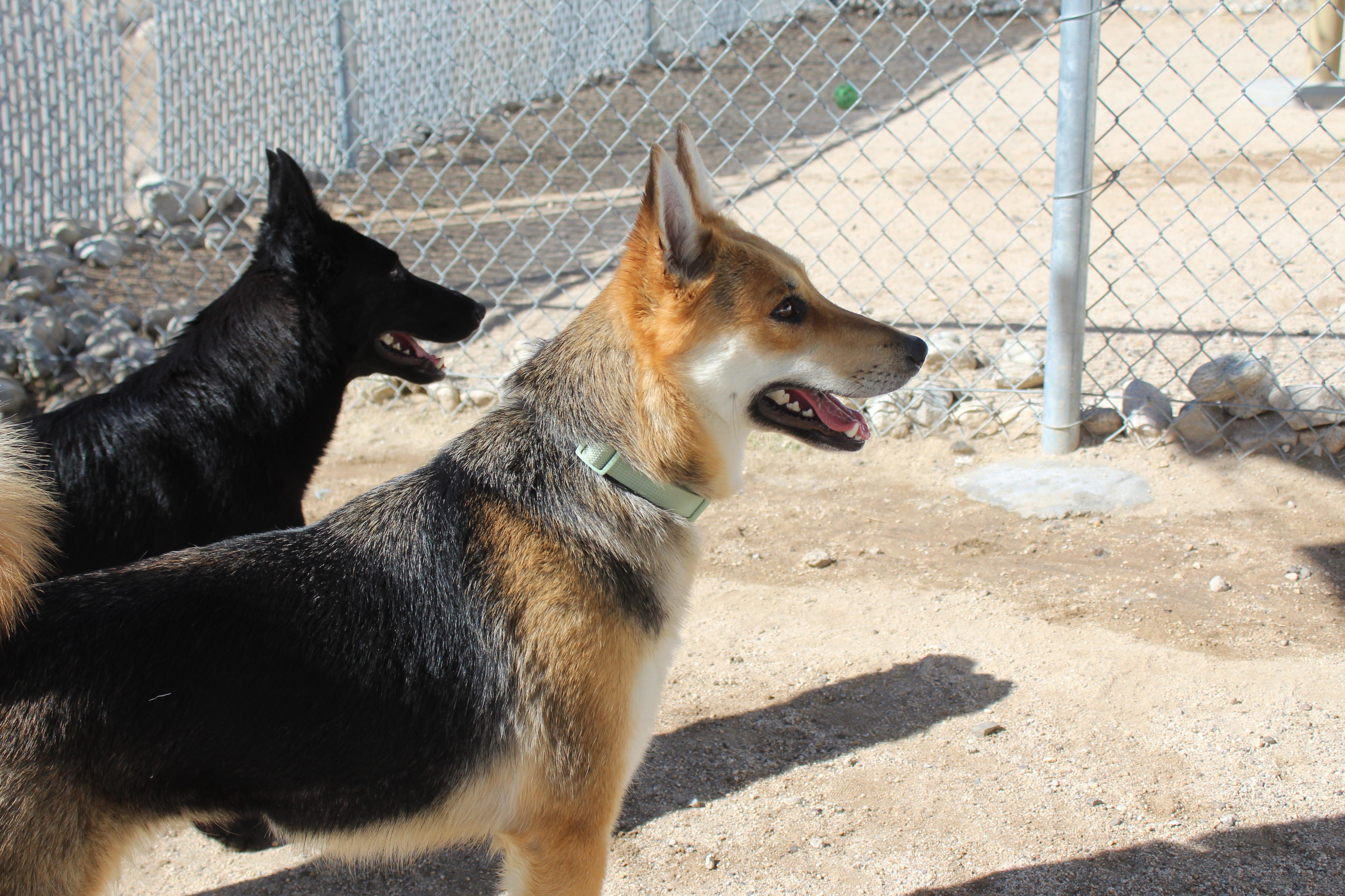 Enlarge Thalia, an adoptable mixed breed in Yucca Valley, CA image 4/5