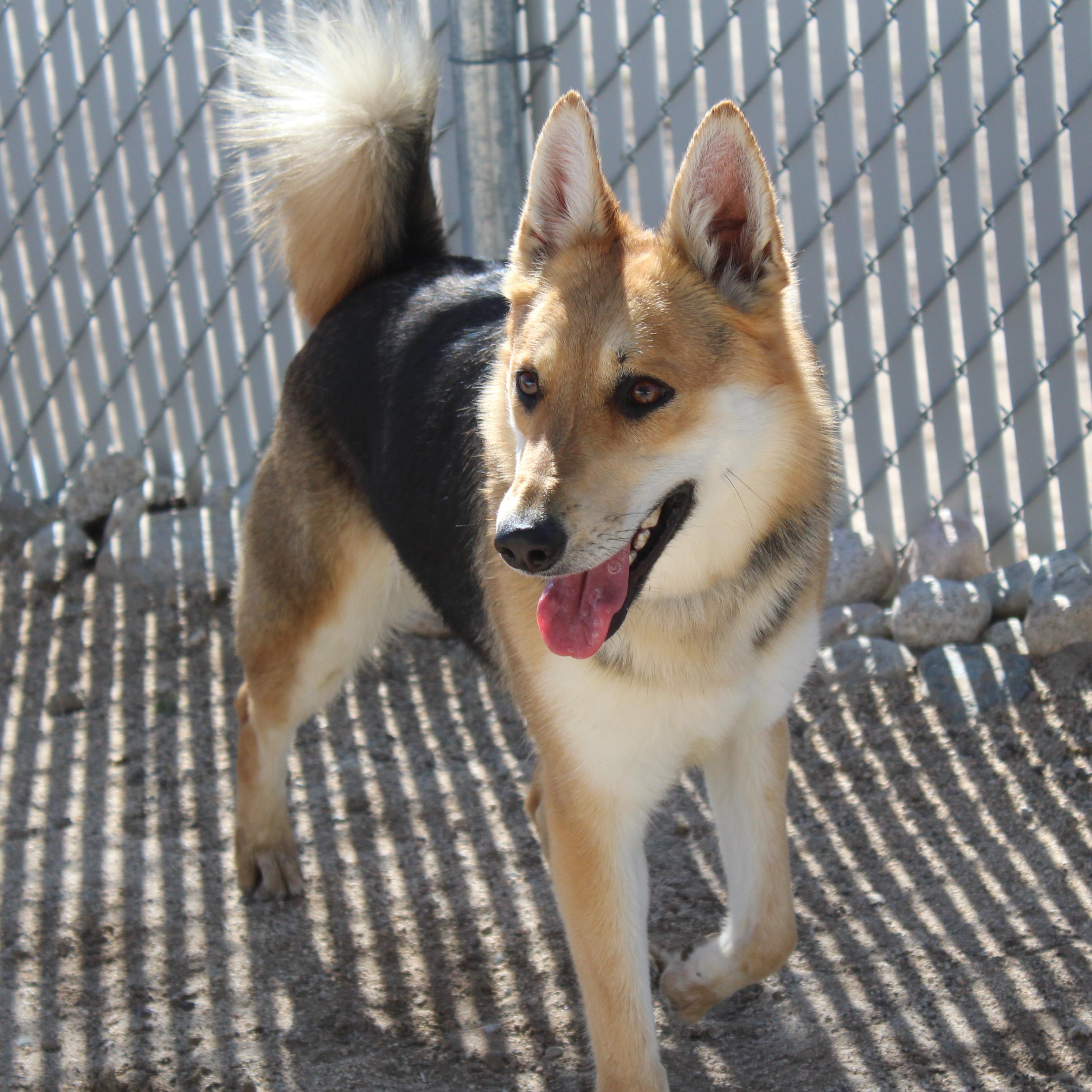 Enlarge Thalia, an adoptable mixed breed in Yucca Valley, CA image 1/5