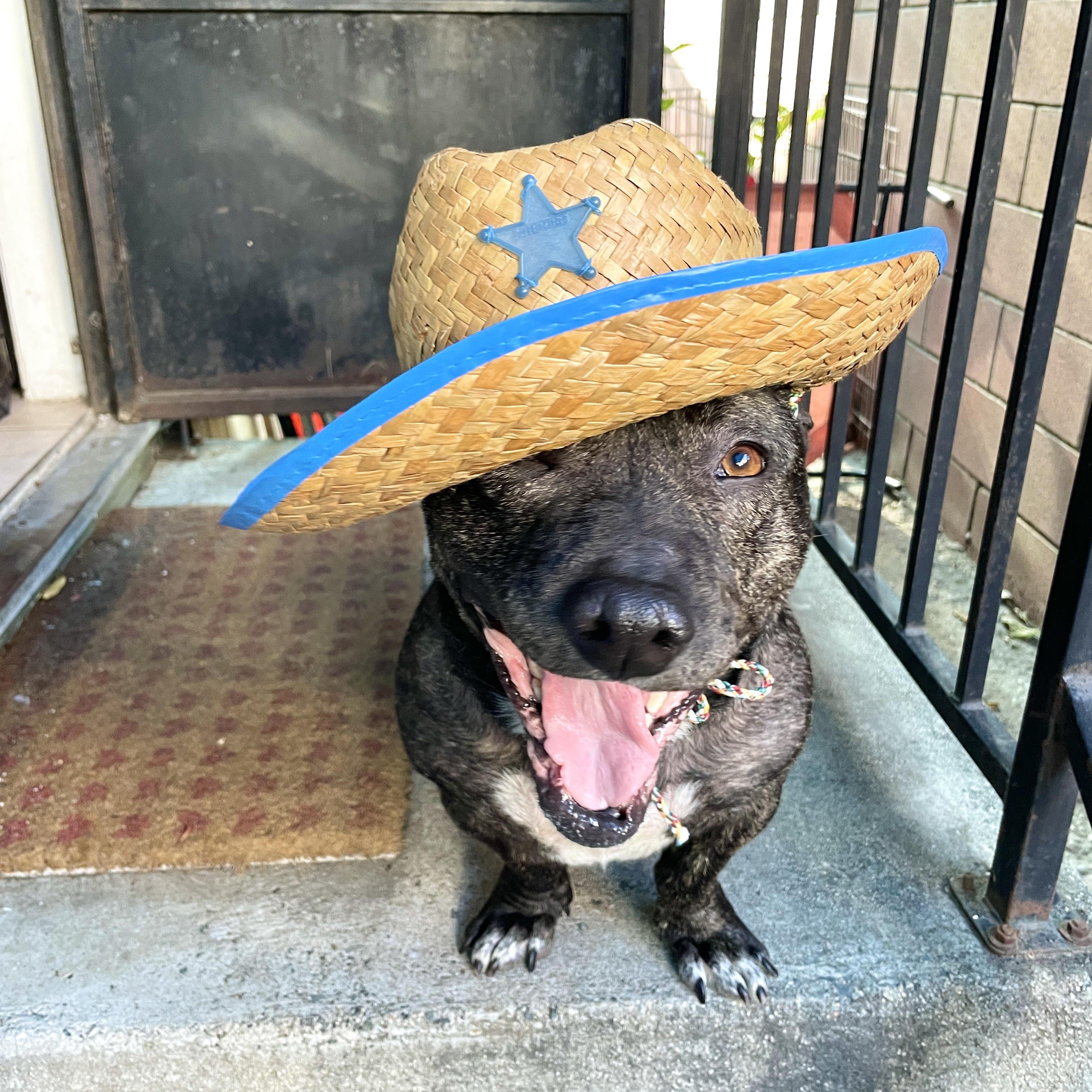 Enlarge Franny, a ADOPTABLE American Staffordshire Terrier in Sun Valley, CA image 1/6