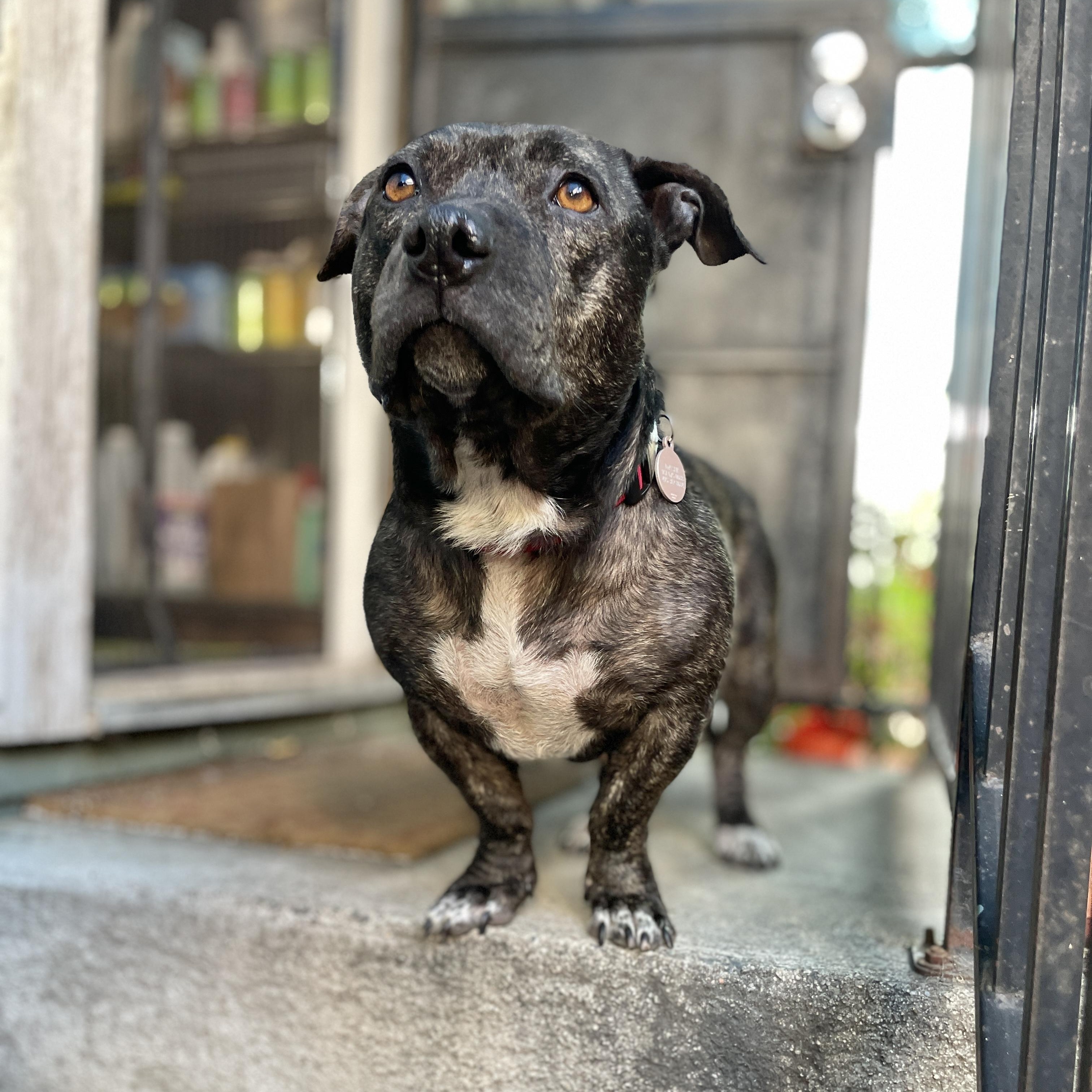 Enlarge Franny, a ADOPTABLE American Staffordshire Terrier in Sun Valley, CA image 2/6