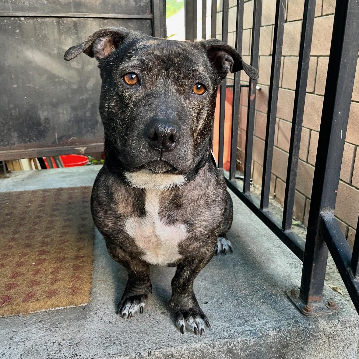 Enlarge Franny, a ADOPTABLE American Staffordshire Terrier in Sun Valley, CA image 3/6