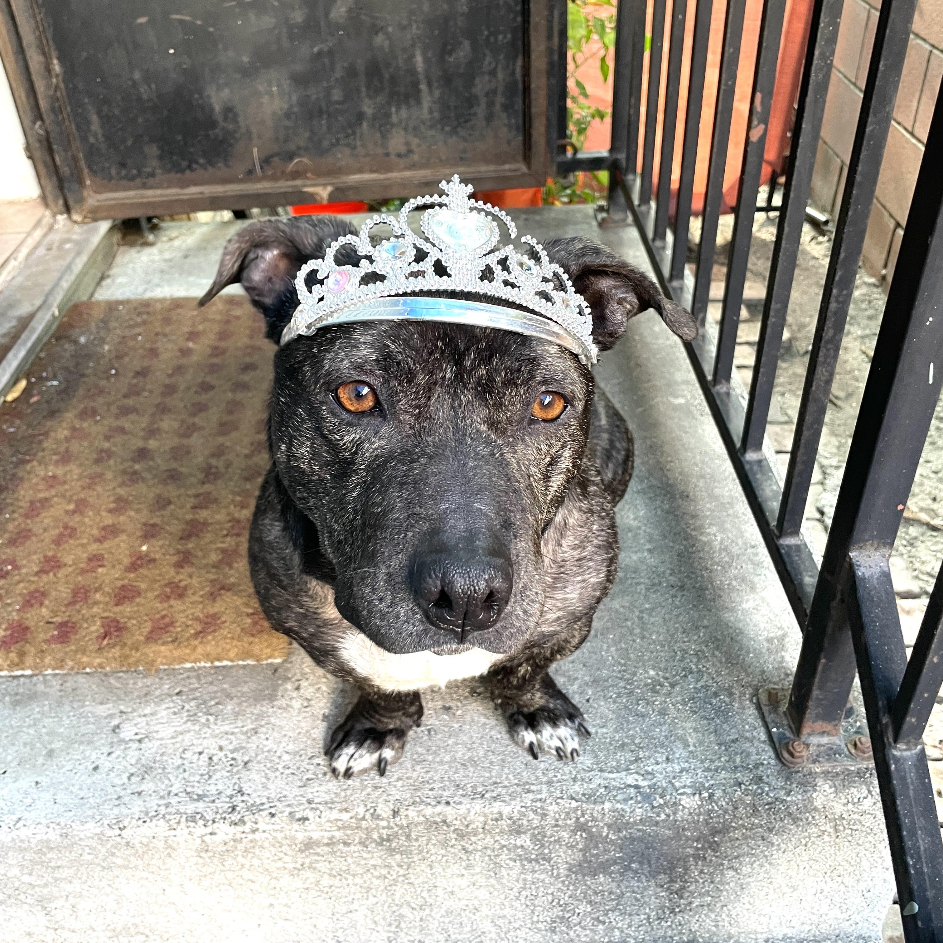 Enlarge Franny, a ADOPTABLE American Staffordshire Terrier in Sun Valley, CA image 4/6