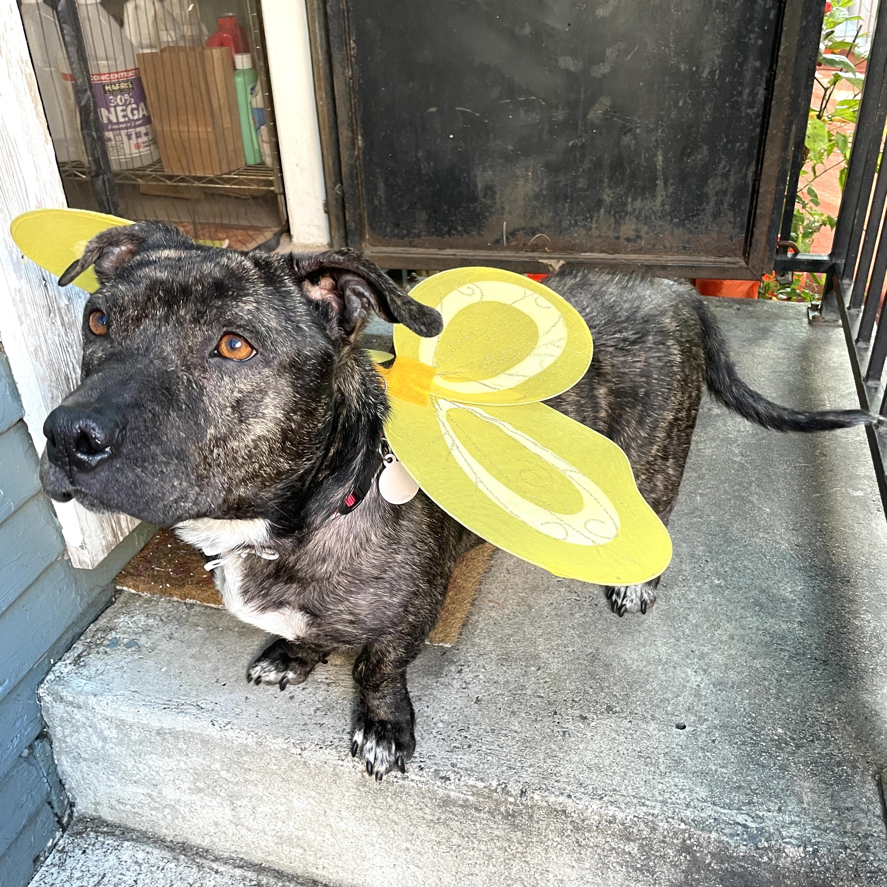 Enlarge Franny, a ADOPTABLE American Staffordshire Terrier in Sun Valley, CA image 5/6