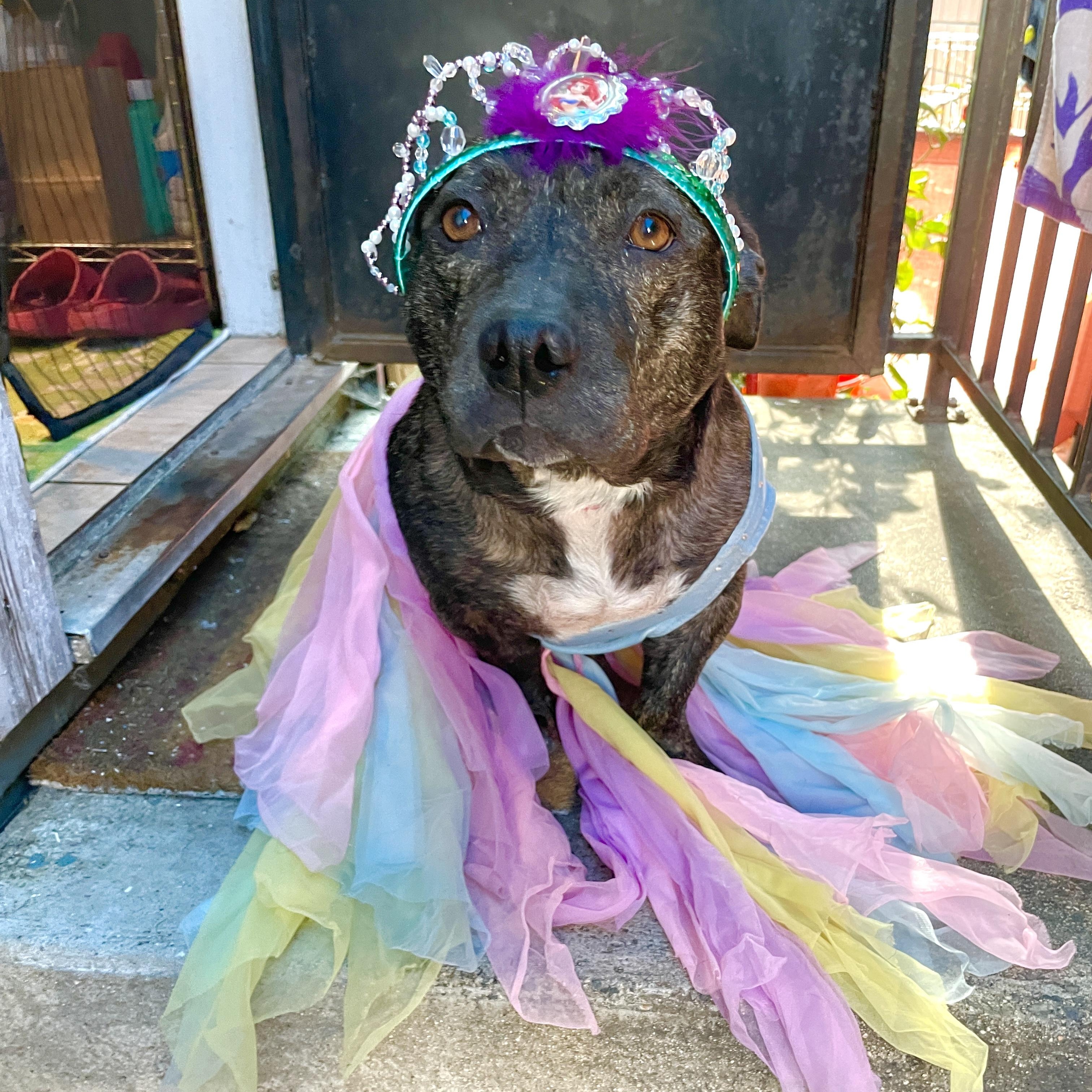 Enlarge Franny, a ADOPTABLE American Staffordshire Terrier in Sun Valley, CA image 6/6