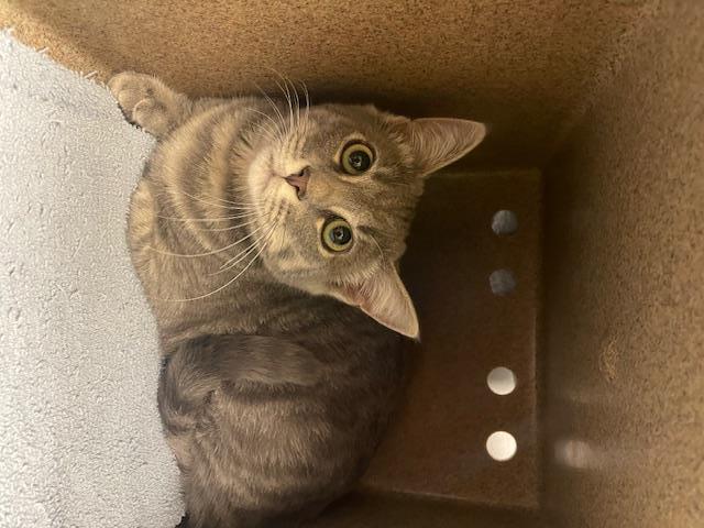 BIRCH, Adoptable, Kitten Female Domestic Short Hair.