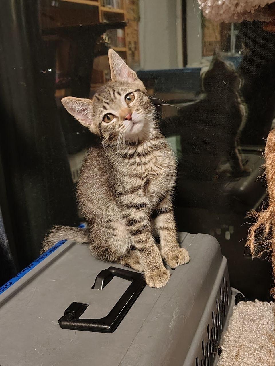 Chorizo, ADOPTABLE, Kitten Male Tabby.