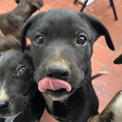 Enlarge Jimmy, a Adoptable mixed breed in Munster, IN image 1/1