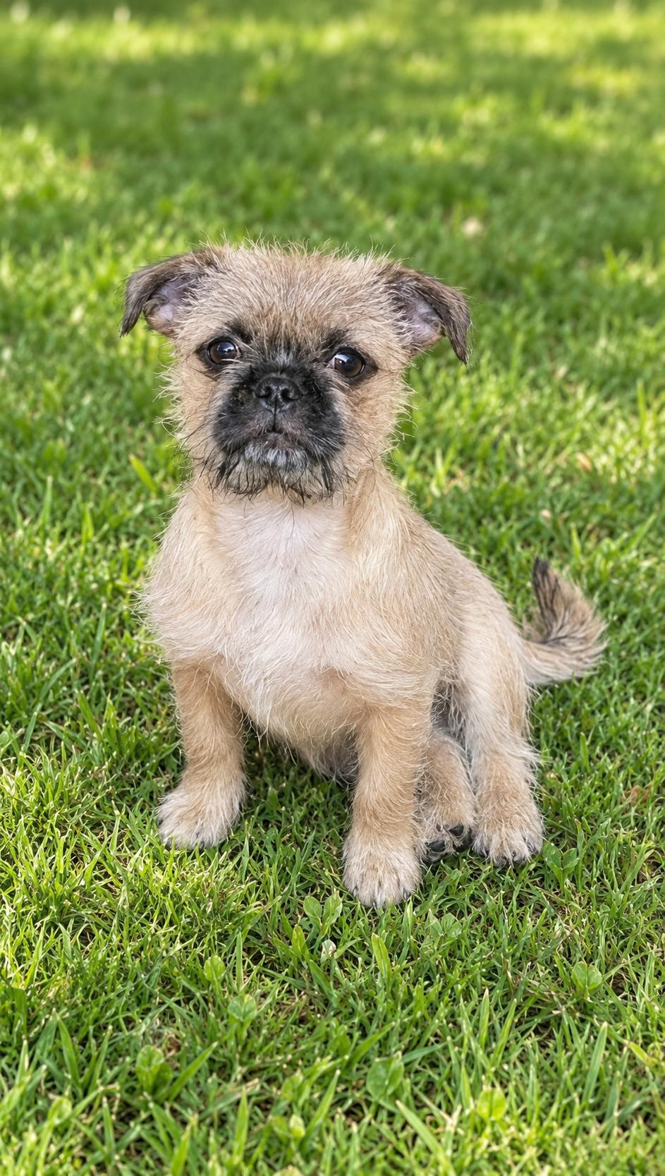 Barbie, Adoptable, Puppy Female Brussels Griffon.