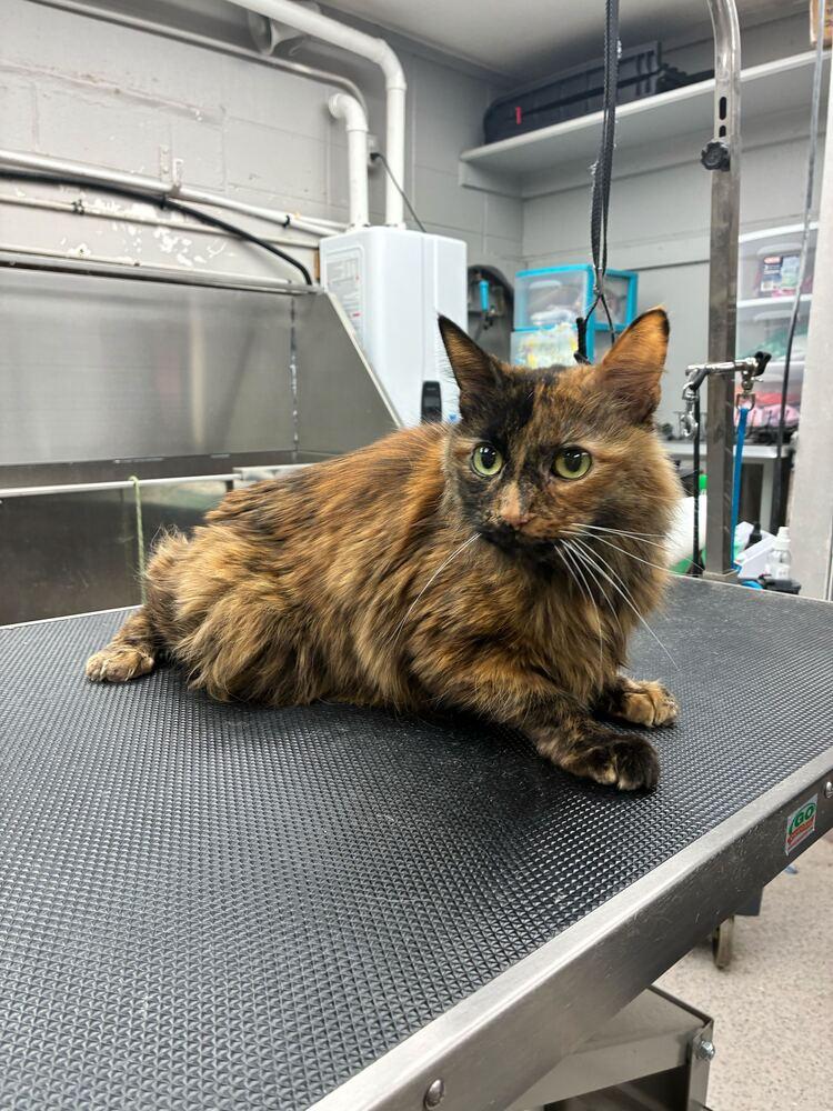 LeFoxy, Adoptable, Adult Female Domestic Long Hair.