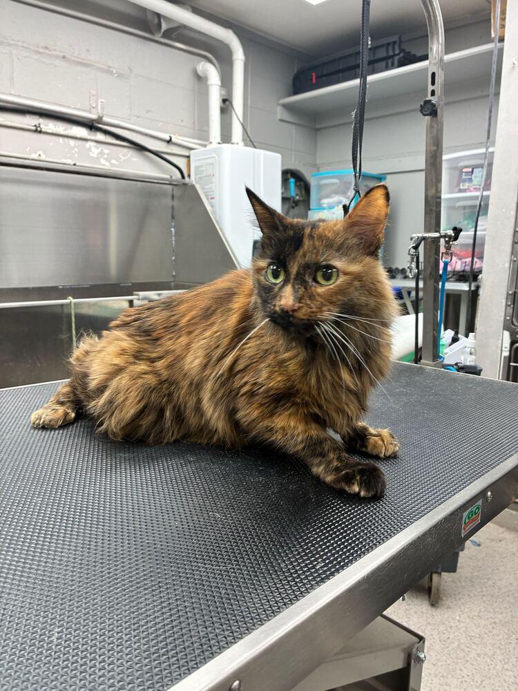 Enlarge LeFoxy, a Adoptable Domestic Long Hair in Marietta, GA image 4/6