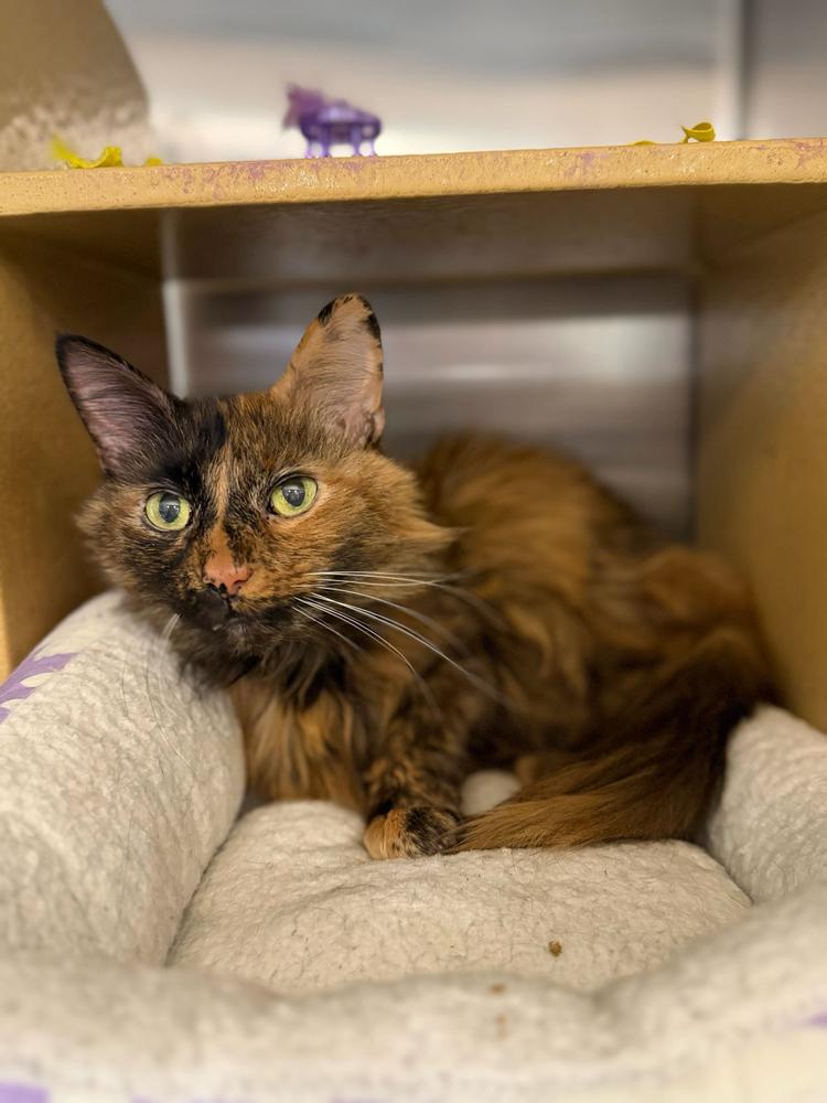 Enlarge LeFoxy, a Adoptable Domestic Long Hair in Marietta, GA image 5/6