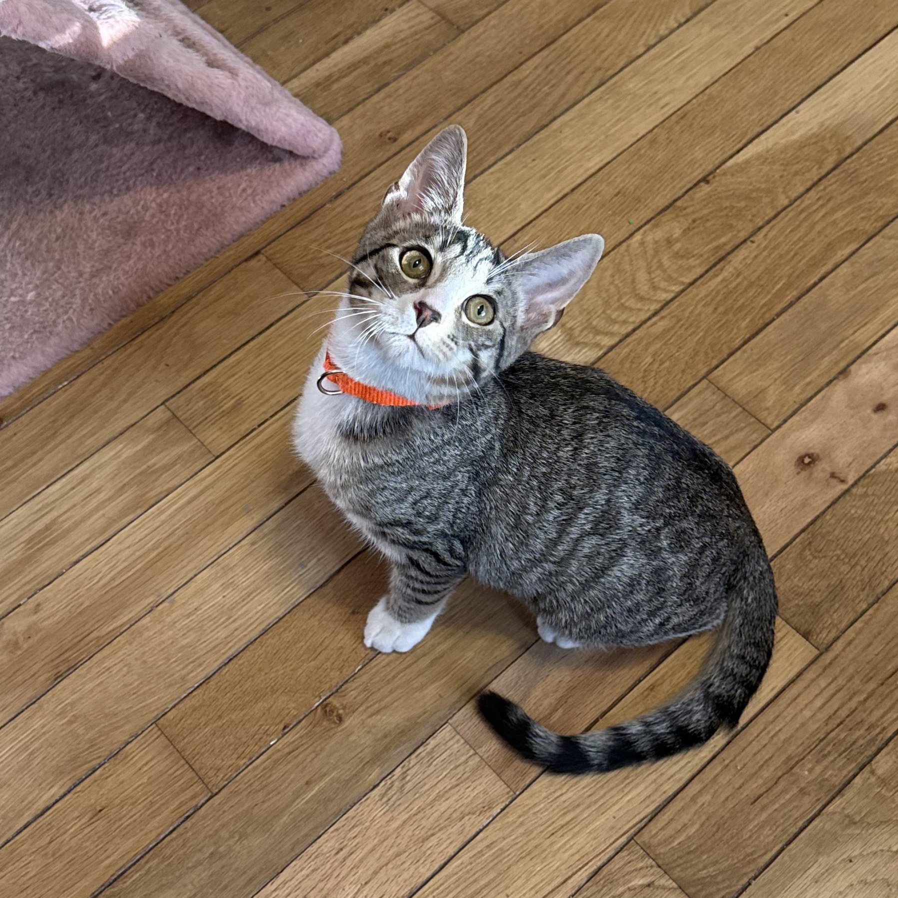 Dragonfly, ADOPTABLE, Kitten Male Domestic Short Hair.