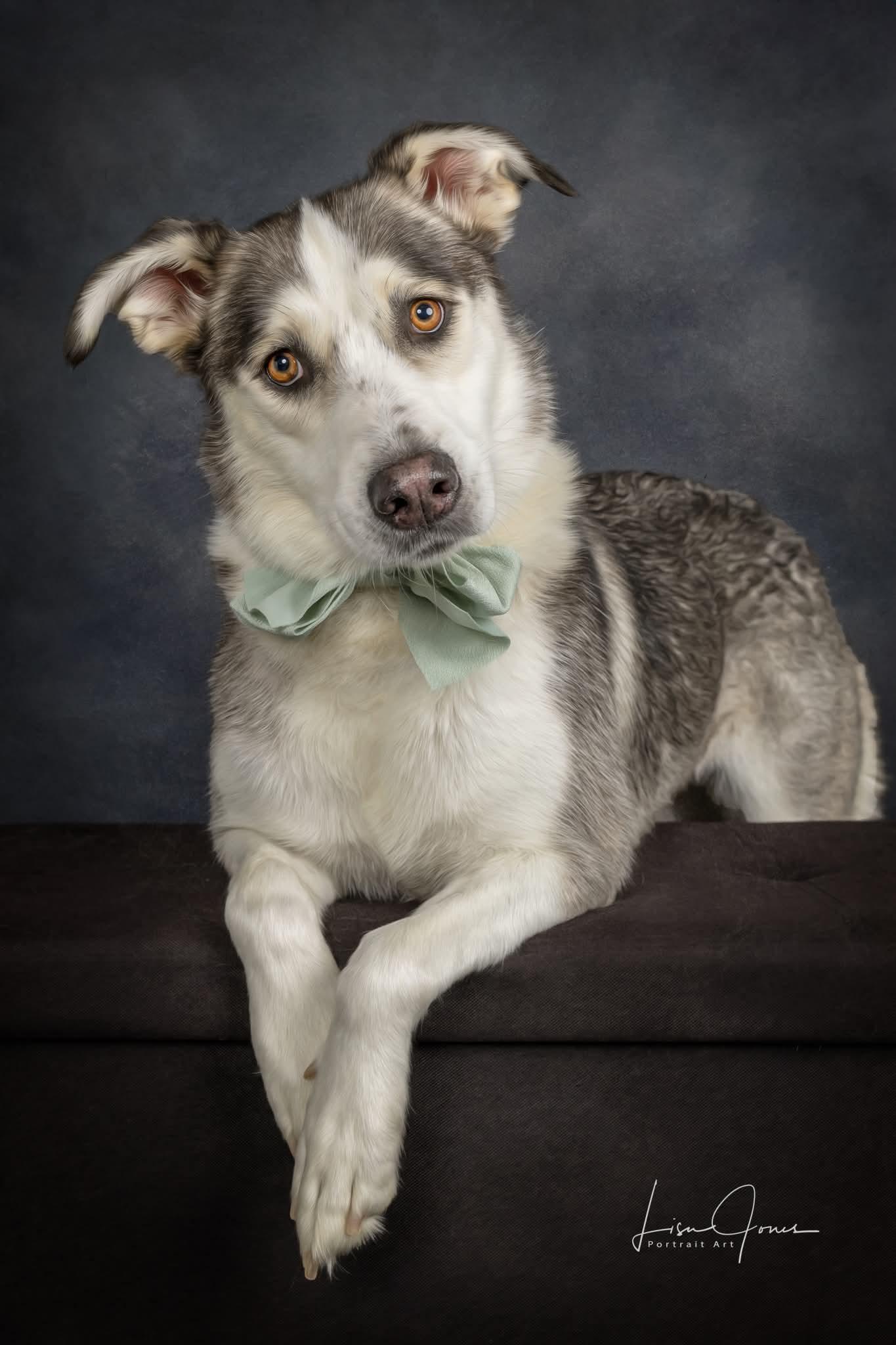 Zoey, Adopted, Adult Female Husky & German Shepherd Dog.