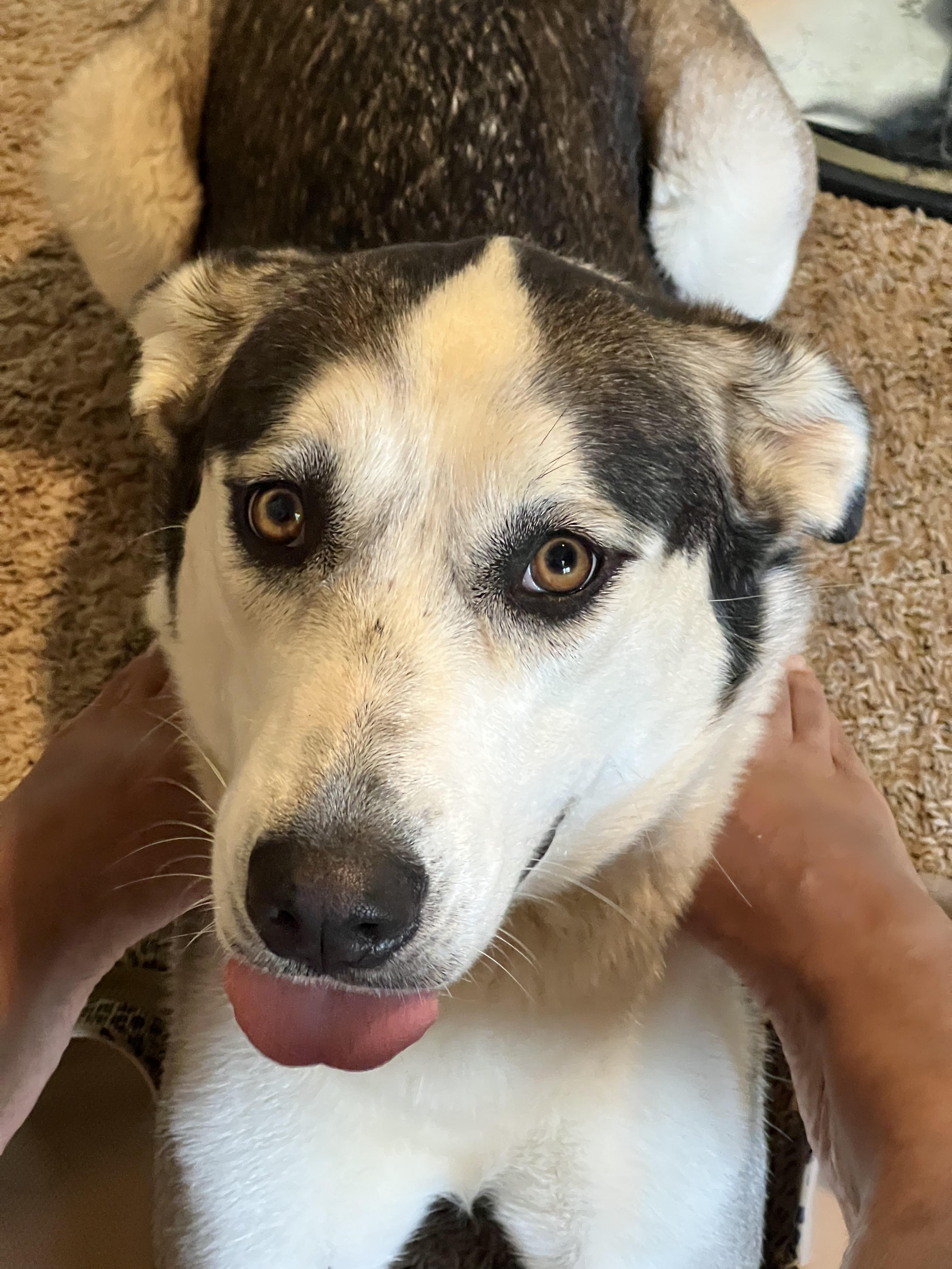 Enlarge Zoey, a Adopted mixed breed in Cullman, AL image 2/3