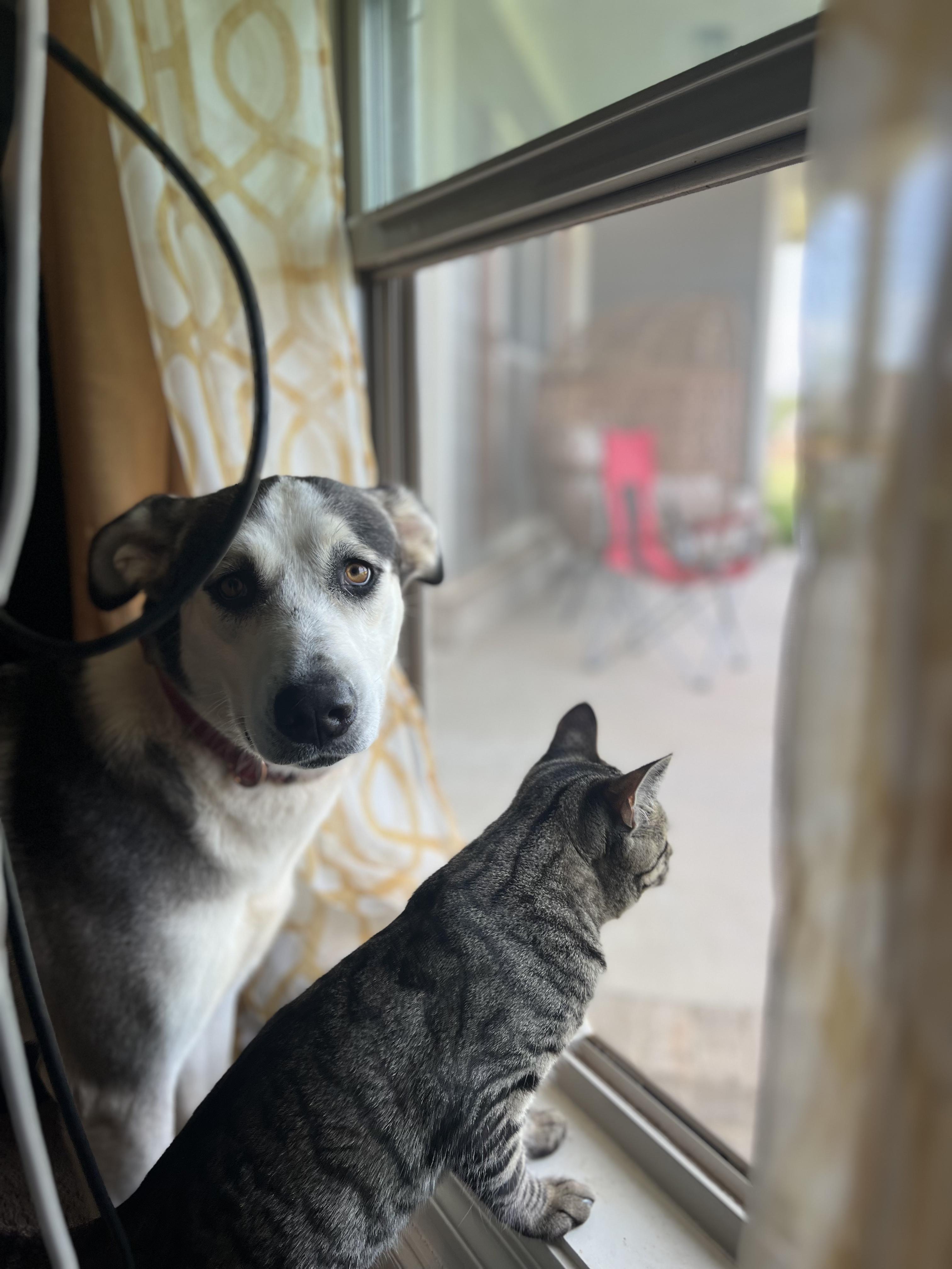 Enlarge Zoey, a Adopted mixed breed in Cullman, AL image 3/3