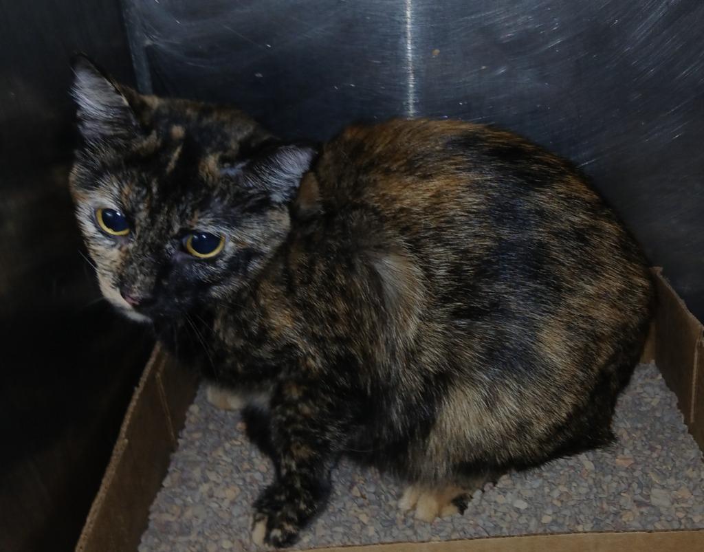 Enlarge Roxy, a Adoptable mixed breed in Olney, IL image 1/1