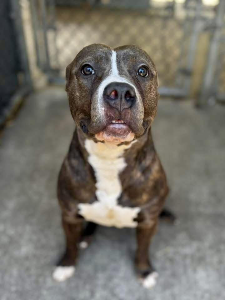 Enlarge Salome, a ADOPTABLE Pit Bull Terrier in Chicago, IL image 3/5