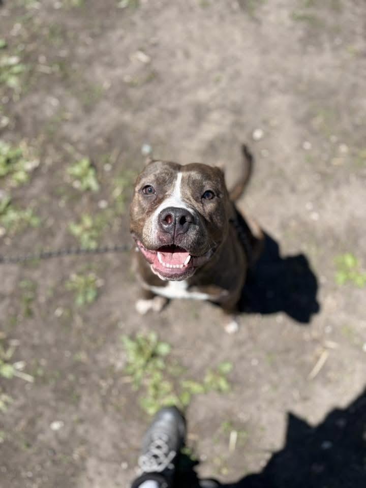 Enlarge Salome, a ADOPTABLE Pit Bull Terrier in Chicago, IL image 2/5