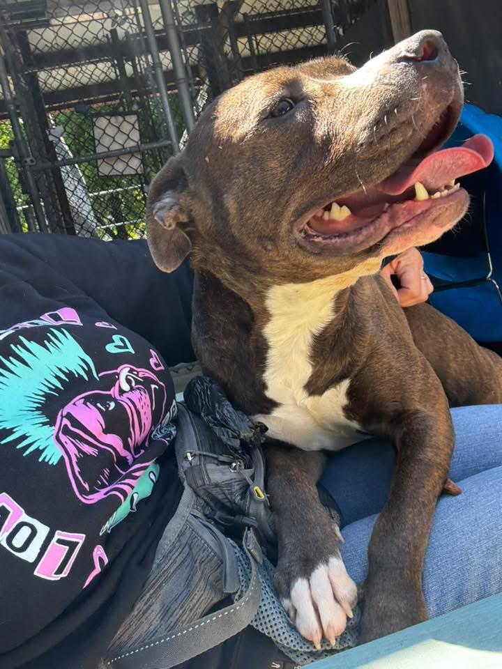 Enlarge Salome, a ADOPTABLE Pit Bull Terrier in Chicago, IL image 4/5