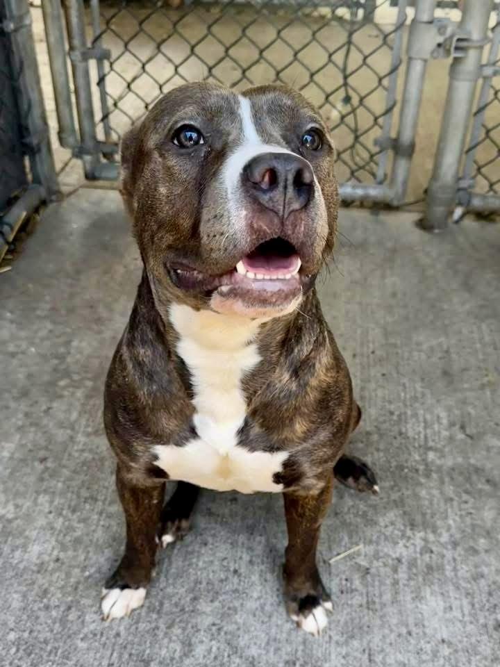 Salome, ADOPTABLE, Adult Female Pit Bull Terrier.