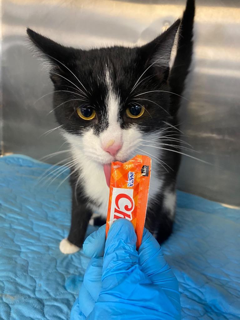 Furby, Adoptable, Young Male Domestic Short Hair.