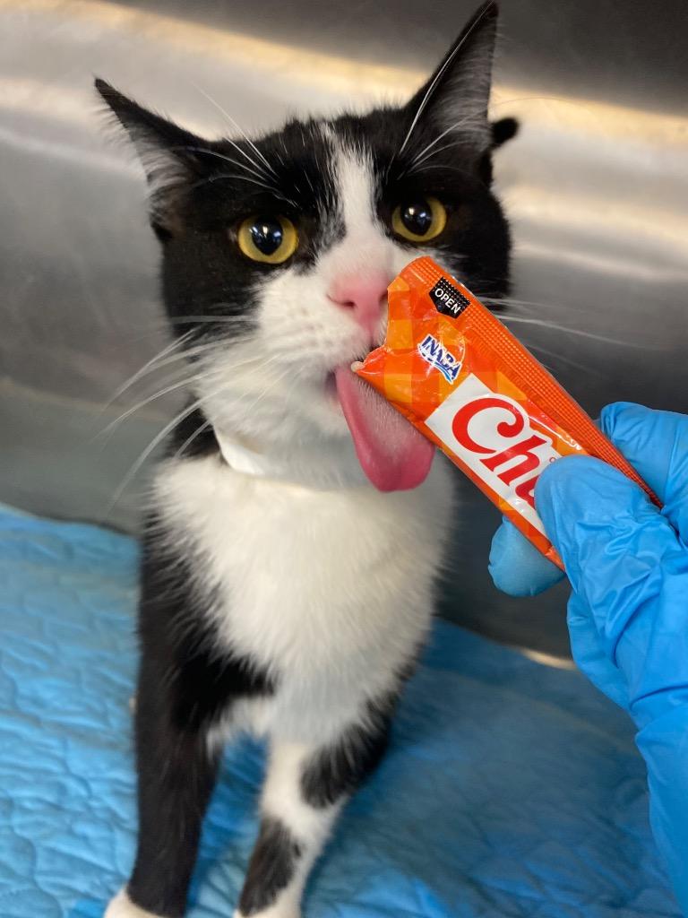 Furby, a Adoptable Domestic Short Hair in Winnsboro, SC image 2/2