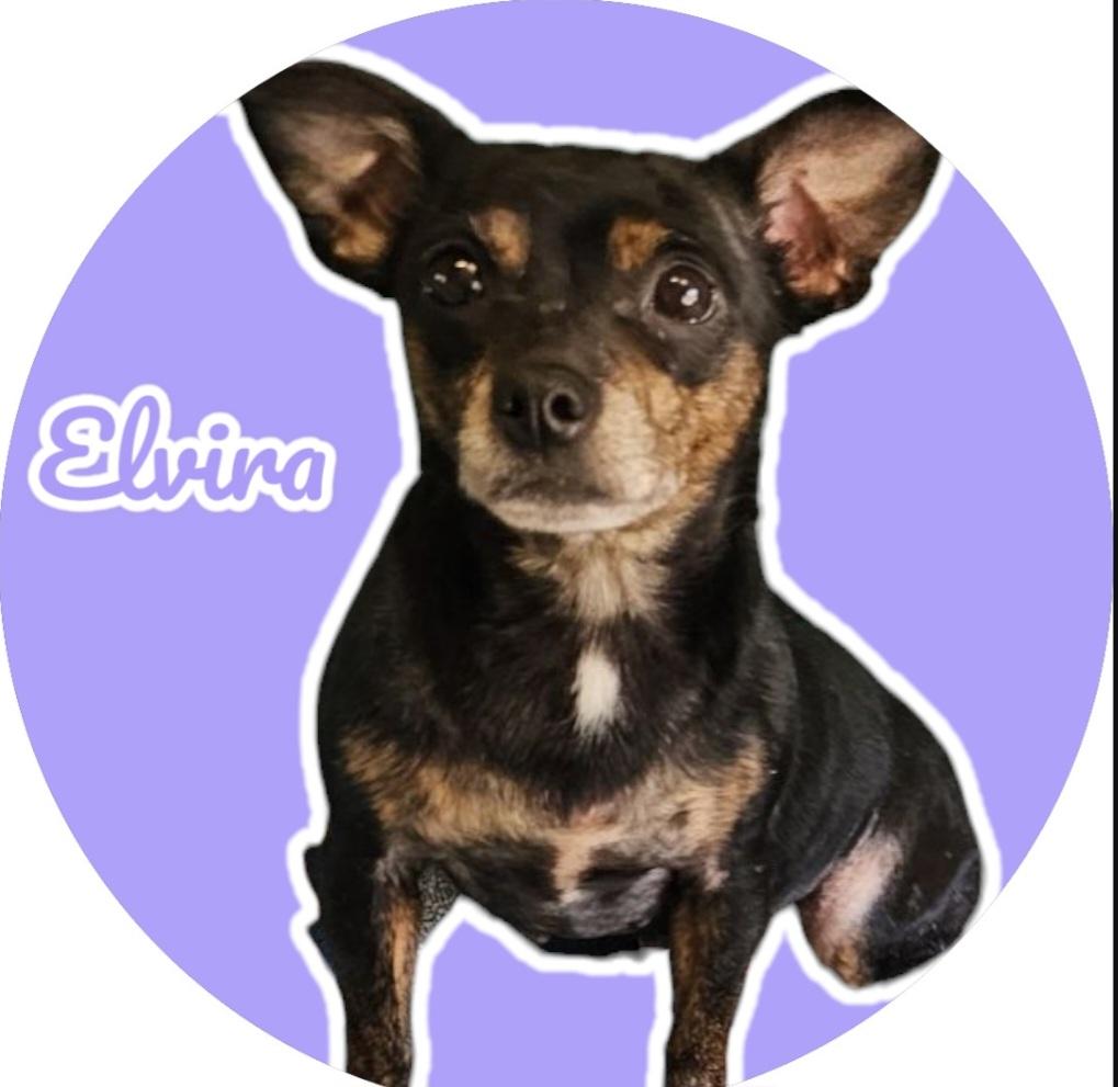 Elvira, Adult Female Chihuahua