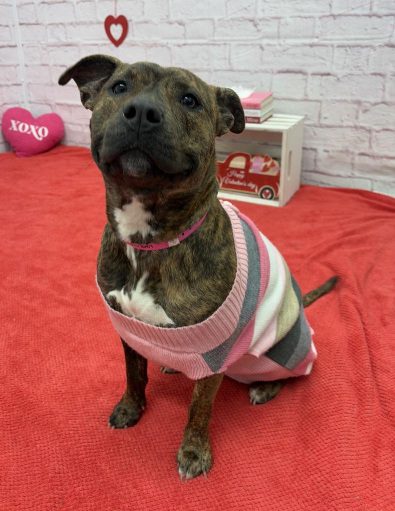 Enlarge Taffeta, a Adoptable mixed breed in Detroit, MI image 1/6