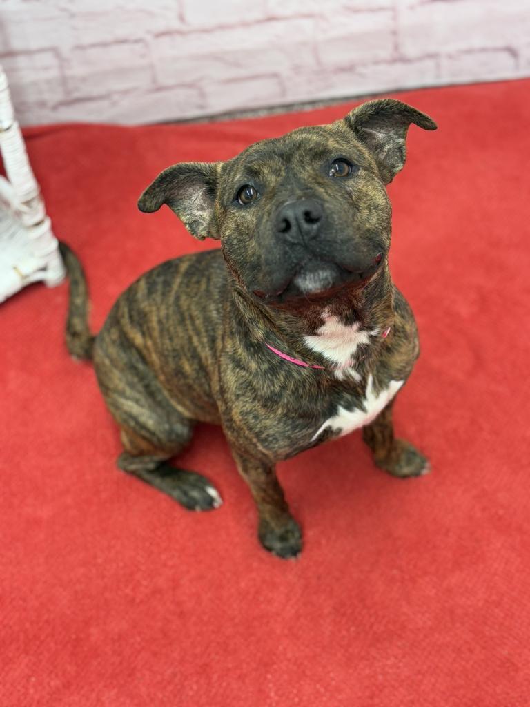 Enlarge Taffeta, a Adoptable mixed breed in Detroit, MI image 3/6