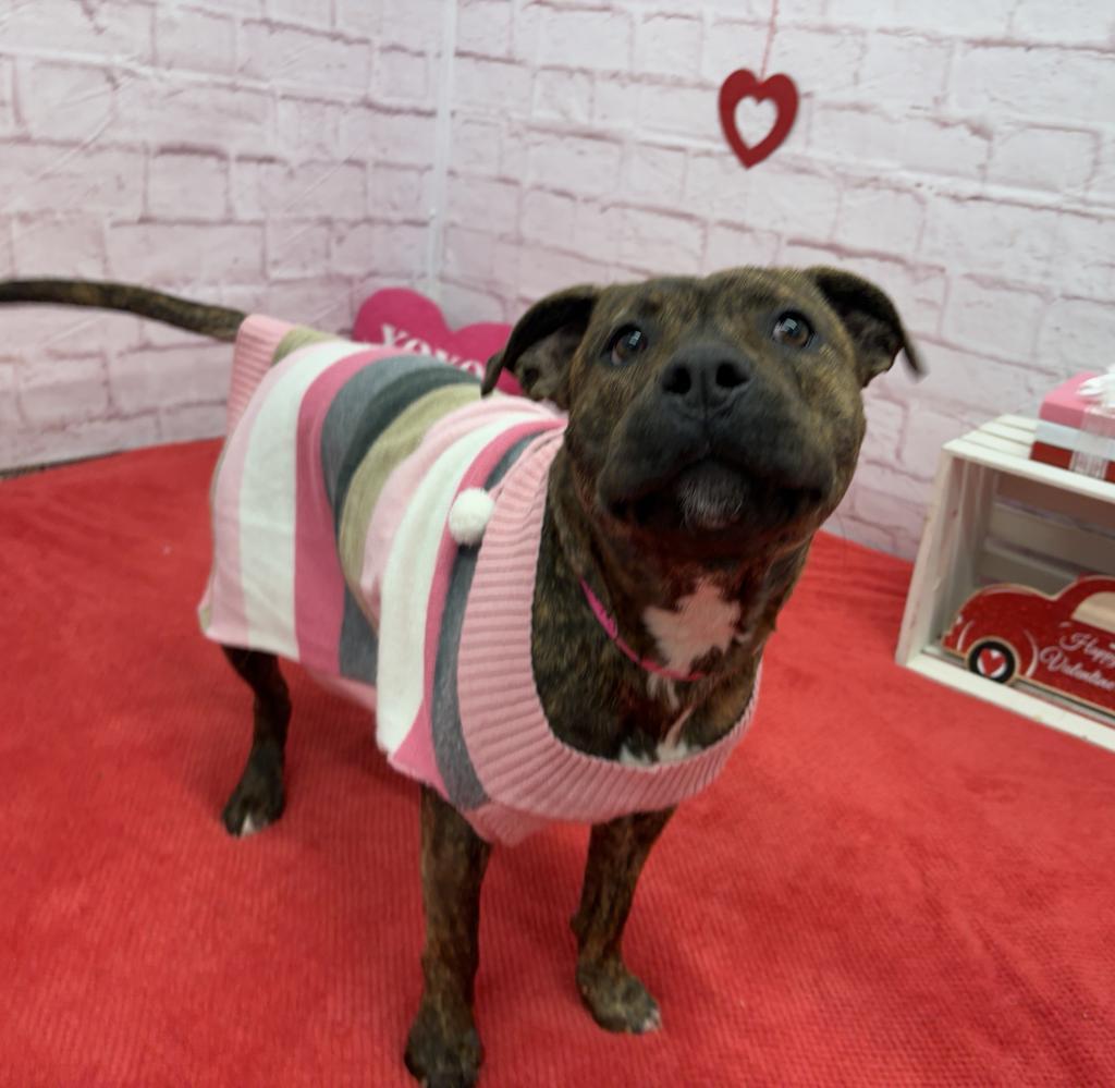 Enlarge Taffeta, a Adoptable mixed breed in Detroit, MI image 4/6