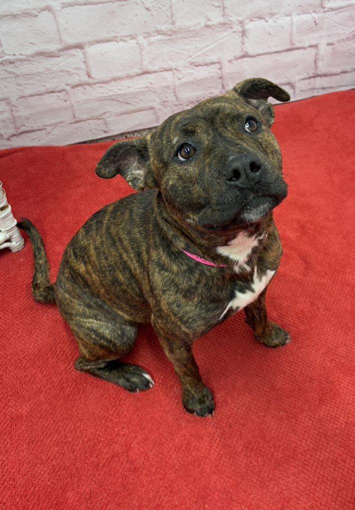 Enlarge Taffeta, a Adoptable mixed breed in Detroit, MI image 5/6