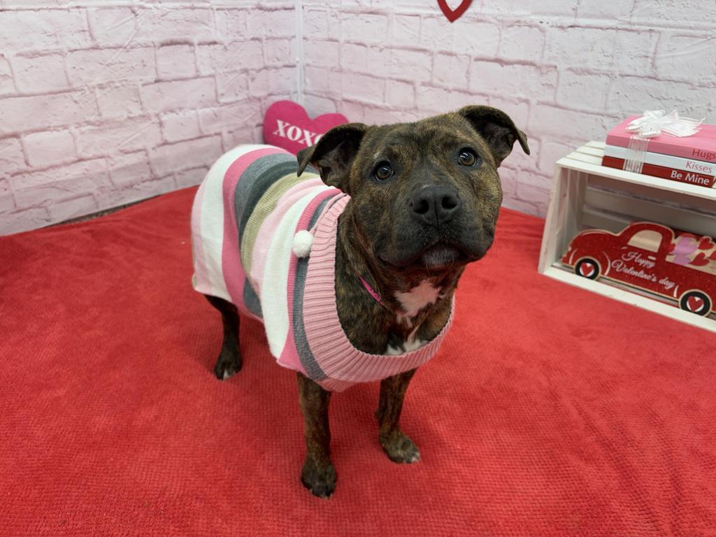 Enlarge Taffeta, a Adoptable mixed breed in Detroit, MI image 6/6