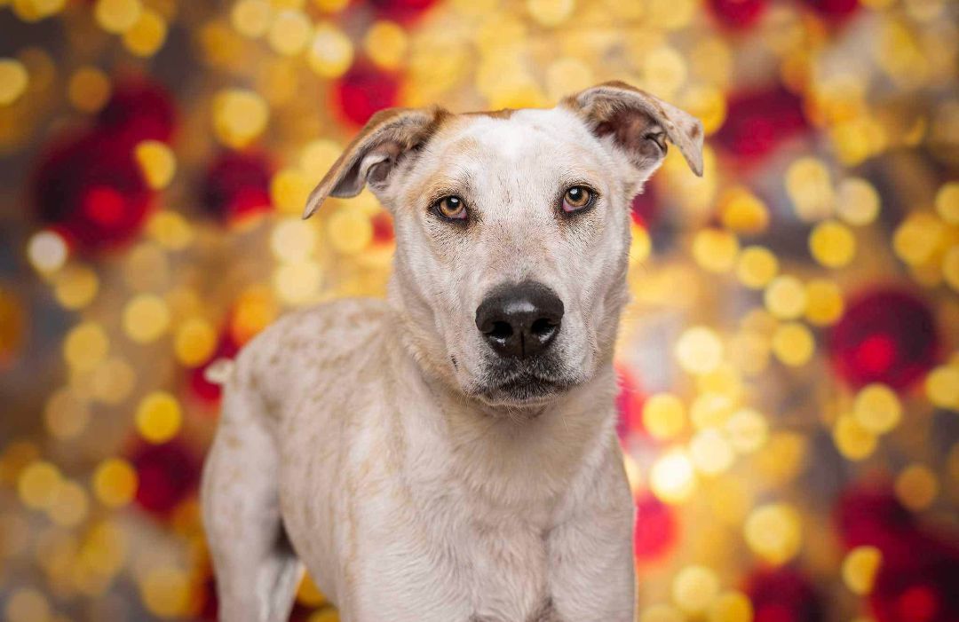 Enlarge Mufasa, a Adoptable mixed breed in Pahrump, NV image 1/6