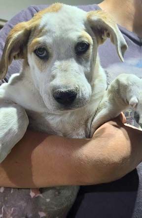 Enlarge Mufasa, a Adoptable mixed breed in Pahrump, NV image 2/6